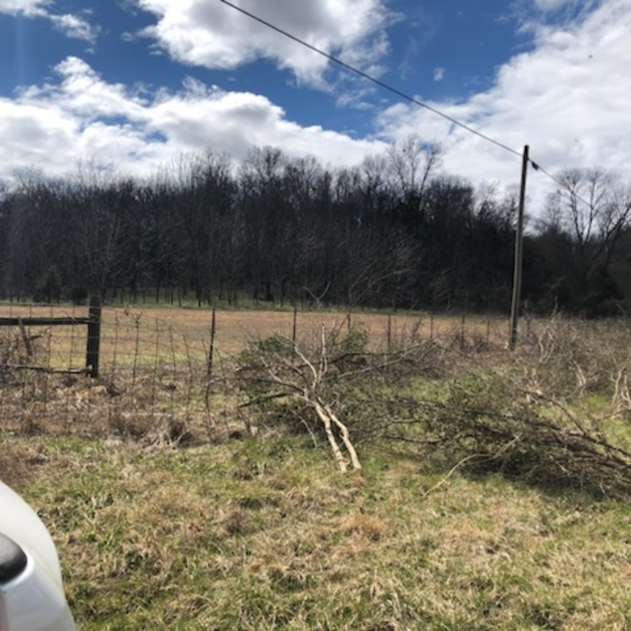 Tree Removal
