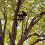 South West Tree Service