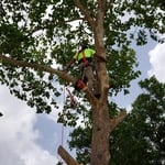 South West Tree Service