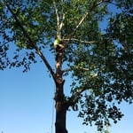 South West Tree Service