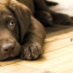 Pet Friendly Flooring