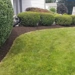 Shrub