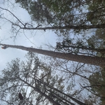 Dead pine