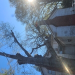 Dead oak