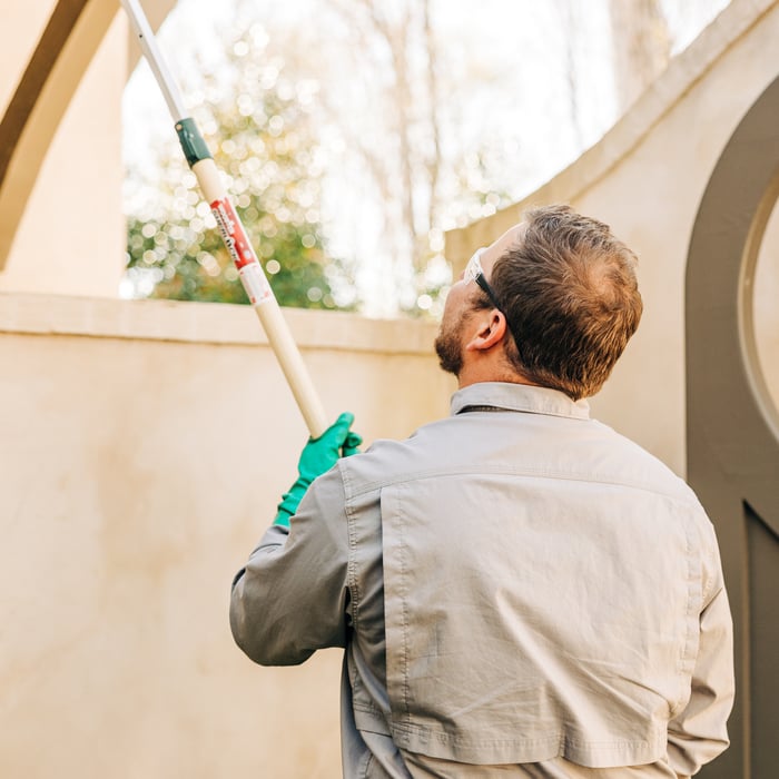 Spider Web and Wasp Treatment