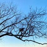 Austin