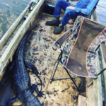 alligator