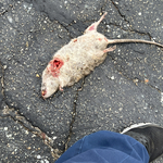 Another dead 1