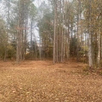 Forestry Mulching