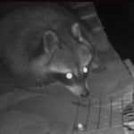 Raccoon on Roof