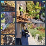 Back yard clean up
