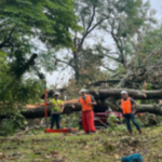 NexGen Tree Services