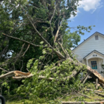 NexGen Tree Services