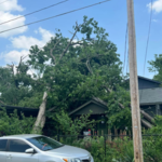 NexGen Tree Services
