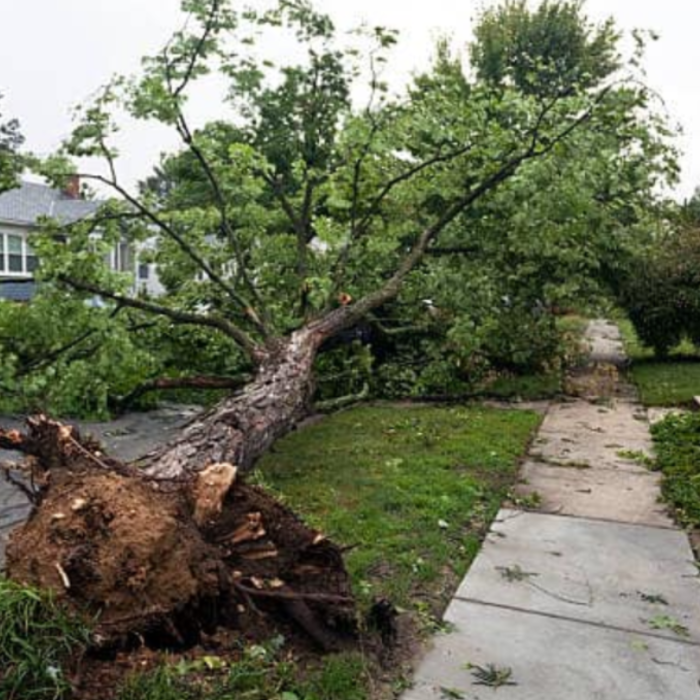 NexGen Tree Services