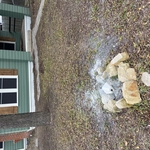 Front yard makeover