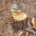Tree Stup
