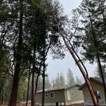 Tree removal