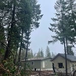 Tree removal