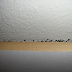 Ant attack