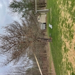 trees