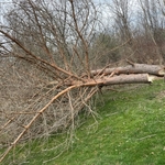 trees