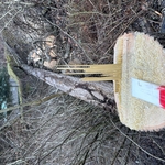 Stump