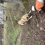 My dog and locals dog