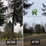 Tree Care Services