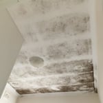 mold clean up