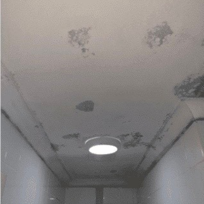 more mold