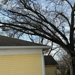 BIG OAK