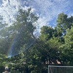 Elm over swimming pool