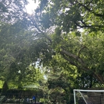 Elm over swimming pool