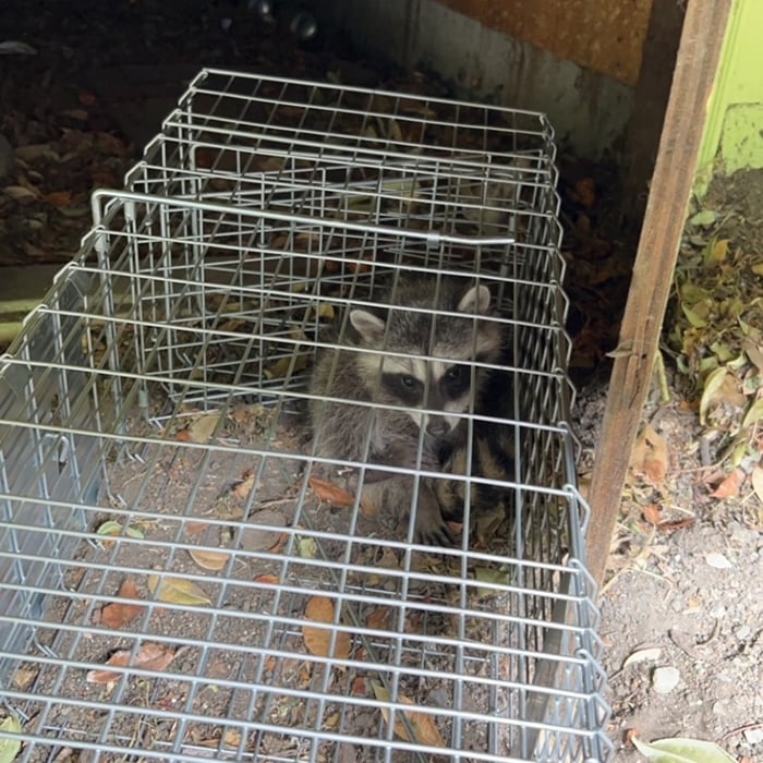 Wildlife removal