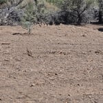 Land clearing