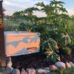 Generac generator