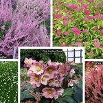 Plant Example Pictures