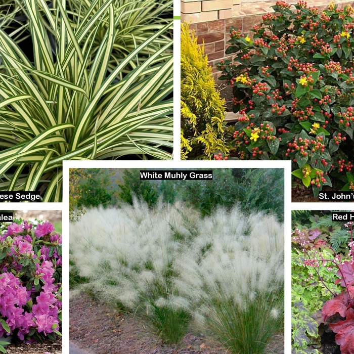 Plant Example Pictures