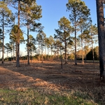 After Forestry Mulching