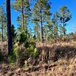 Before Forestry Mulching