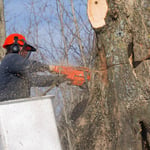 Tree Trimming