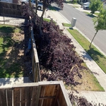 Before of our tree trimming of a property
