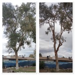 Tree trimming