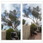 Tree trimming