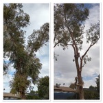 Tree trimming