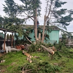 Tree removal job