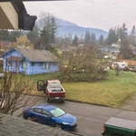 Tree removal