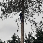 Tree removal