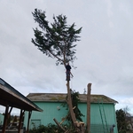 Tree removal